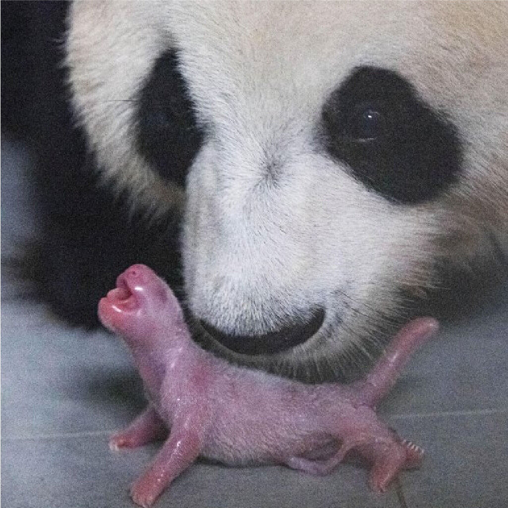 First Baby Panda in Korea | Hey Uncles and Aunts Here I Am