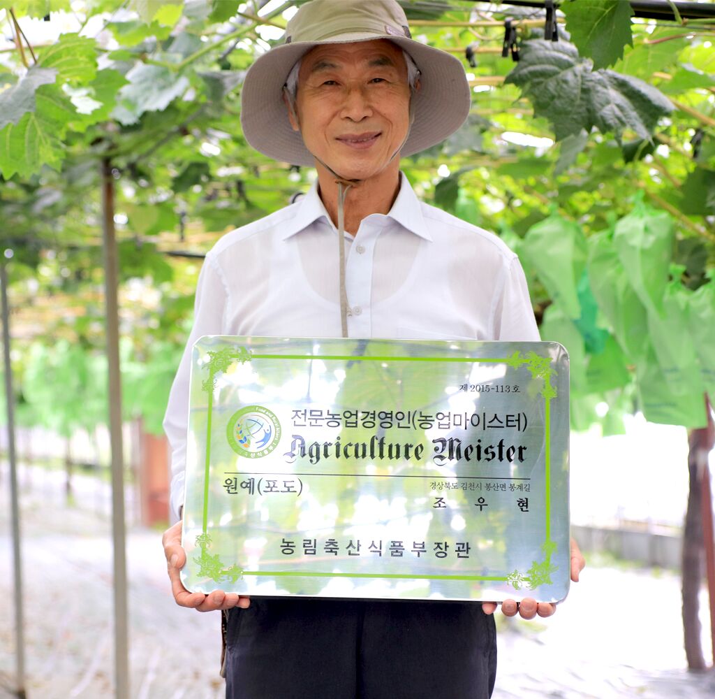 [최저가도전]재구매율1등 아삭달큰 초고당도 제주콜라비 상세사진 1