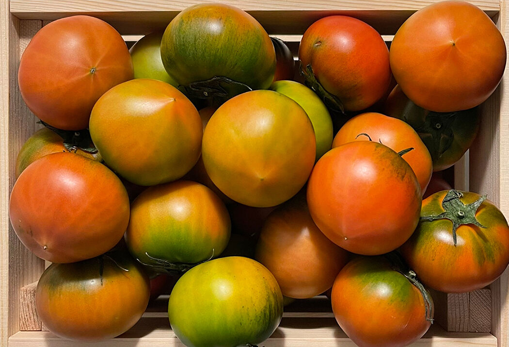 대저 챕터 토마토를 먹고 토마토계란볶음만들기
