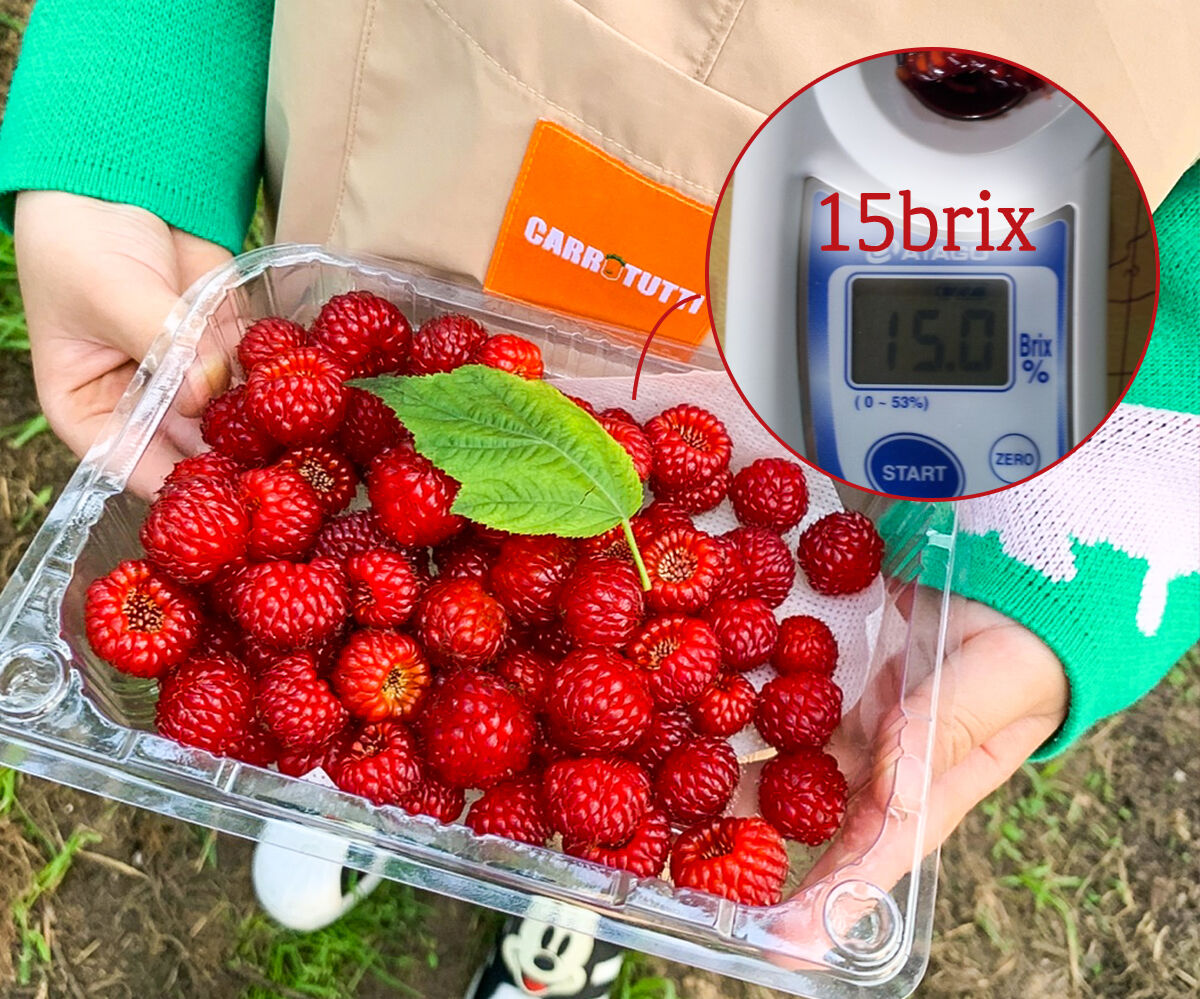 Fresh Wild Raspberries] Taste the Juicy Burst of Early Summer by