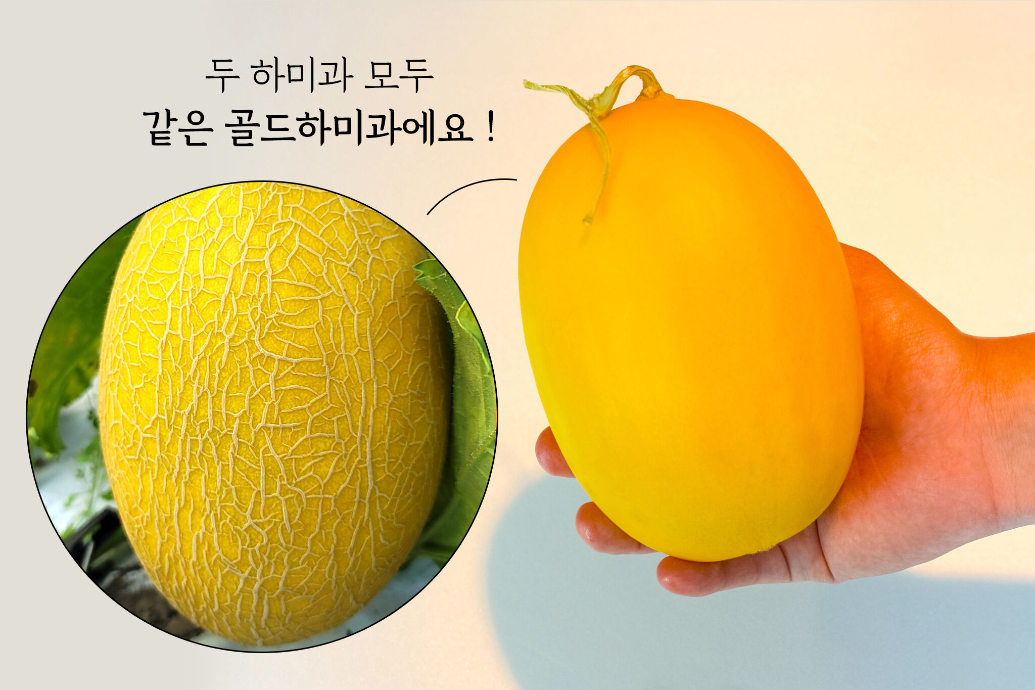 이미지 설명이 없습니다.