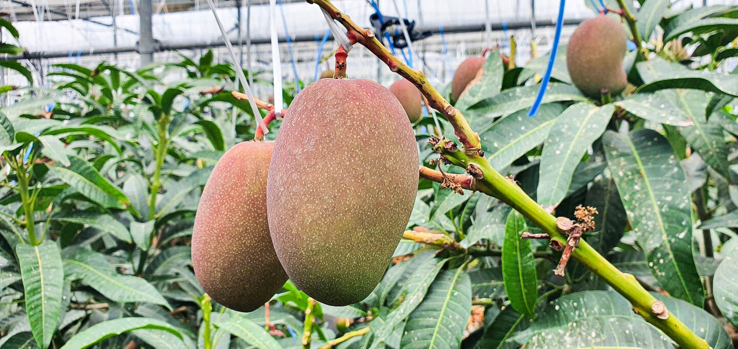 이미지 설명이 없습니다.