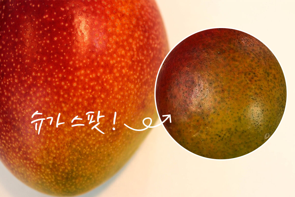 이미지 설명이 없습니다.