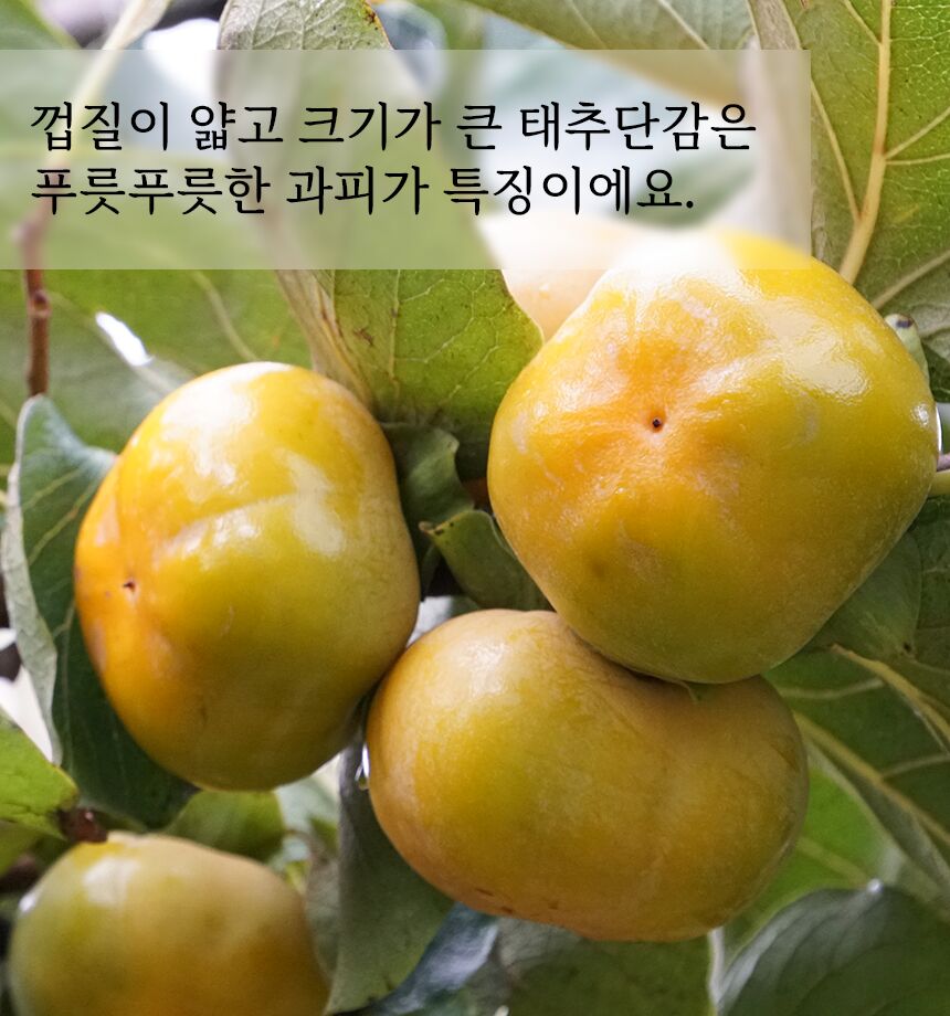 [태추단감]꿀과즙 뚝뚝, 껍질이 얇고 아삭아삭 달콤한 배맛 나는 단감 by 베리베리 싱글 [by비플]