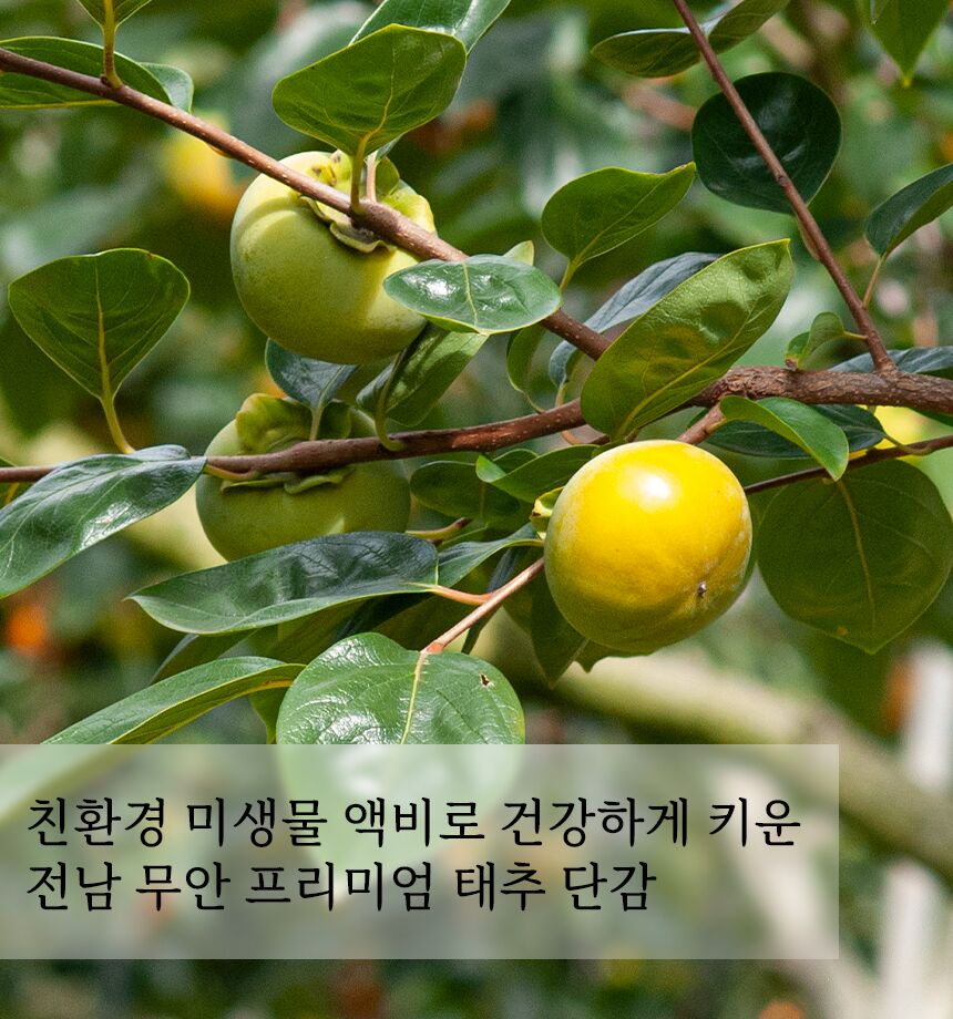 [태추단감]꿀과즙 뚝뚝, 껍질이 얇고 아삭아삭 달콤한 배맛 나는 단감 by 베리베리 싱글 [by비플]