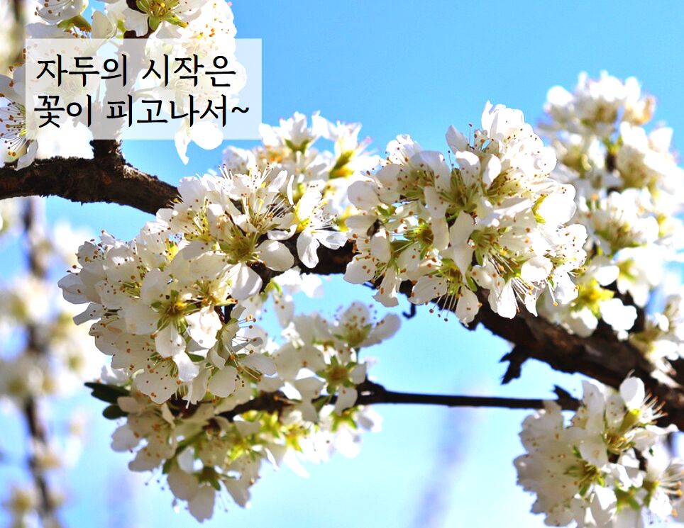 이미지 설명이 없습니다.