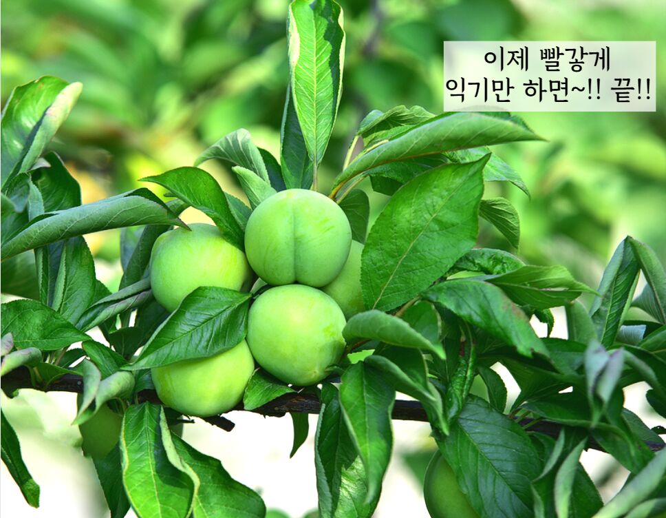 이미지 설명이 없습니다.