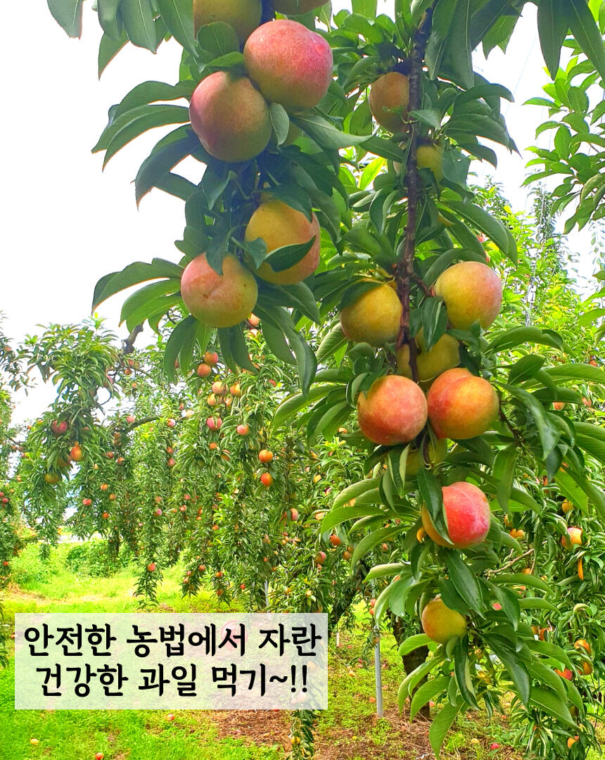이미지 설명이 없습니다.