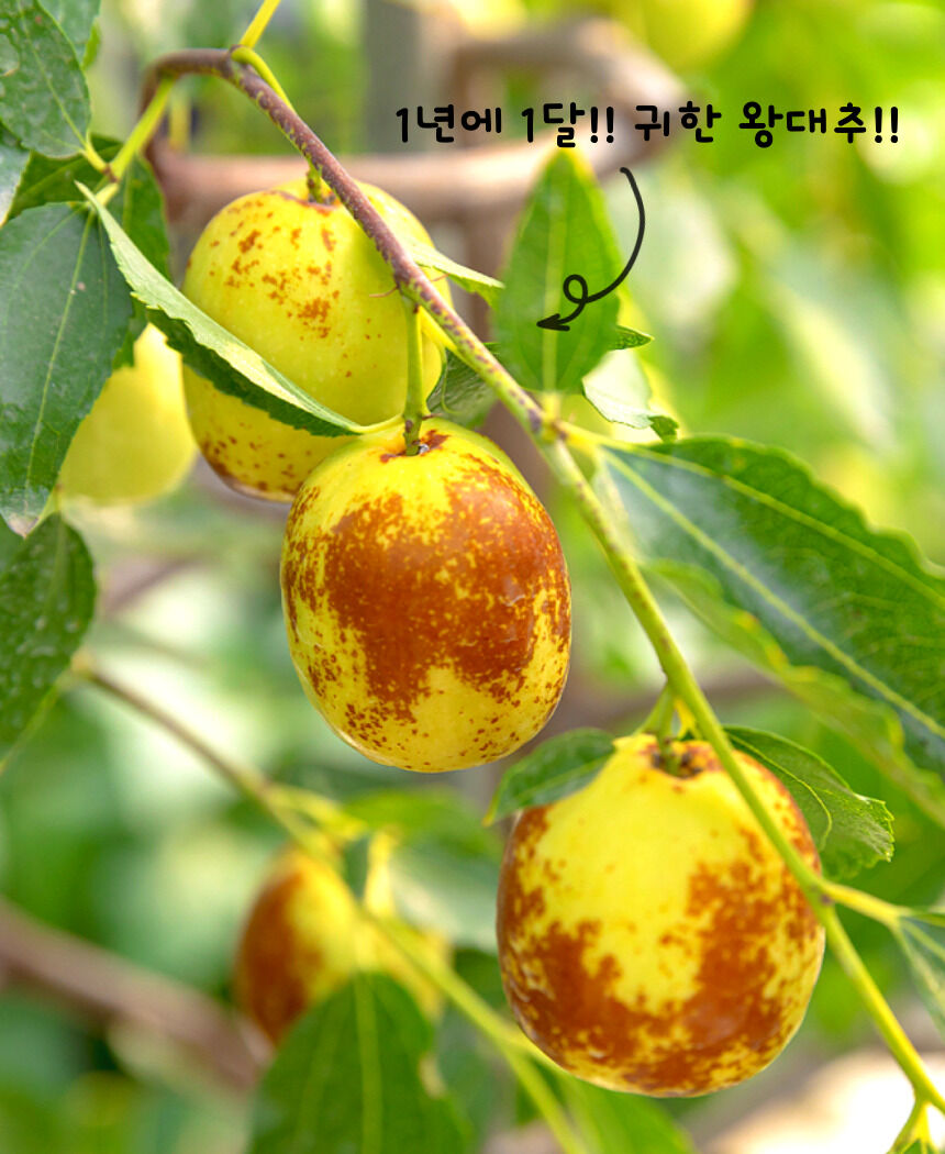 이미지 설명이 없습니다.