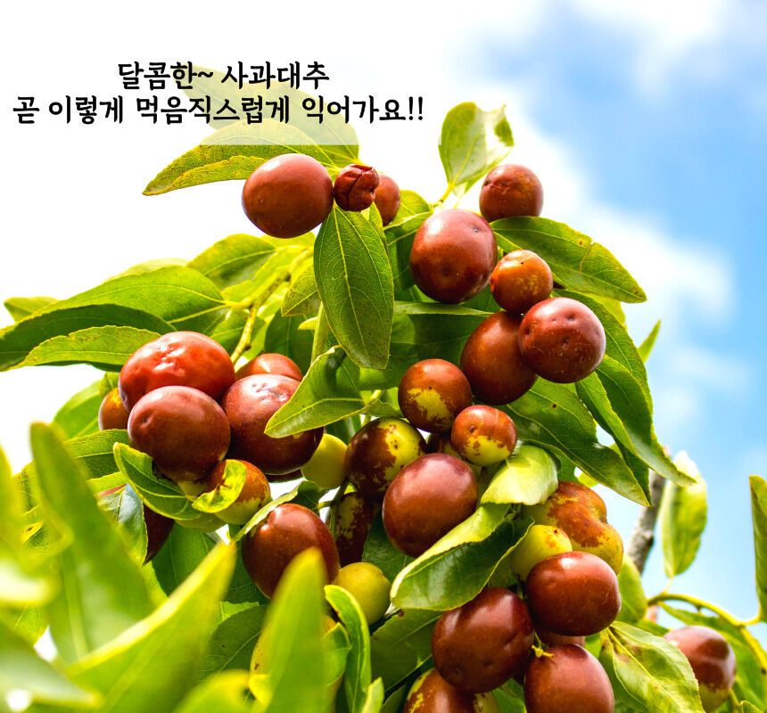 이미지 설명이 없습니다.