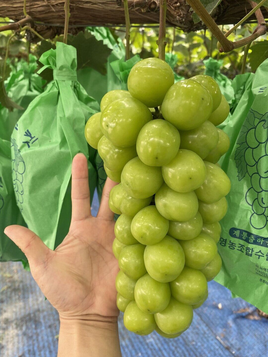 이미지 설명이 없습니다.