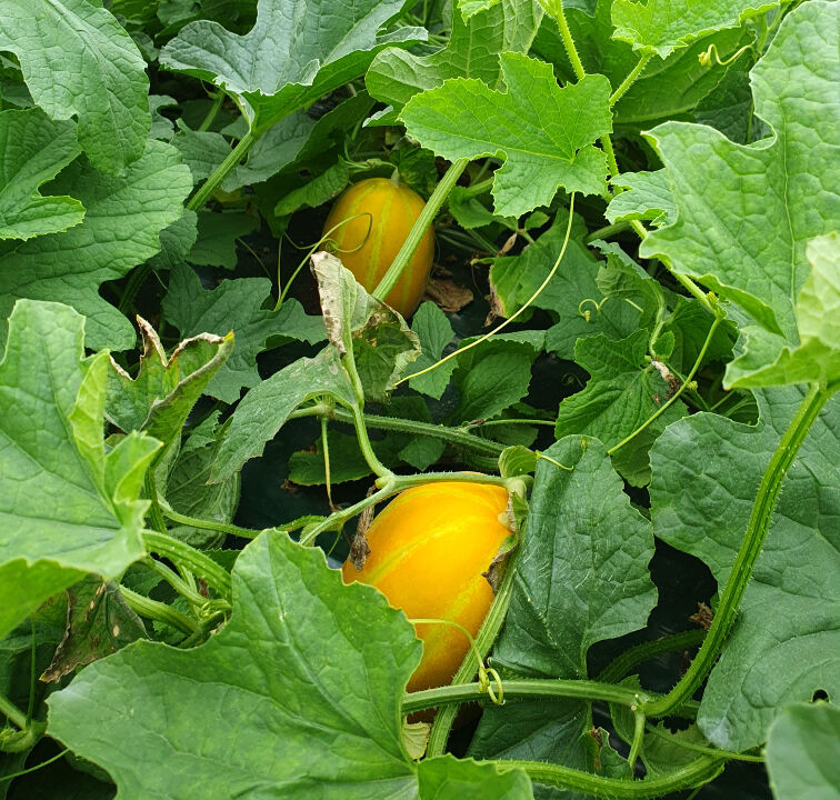 이미지 설명이 없습니다.