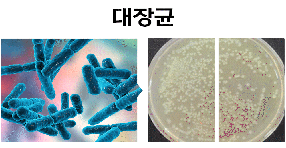 대장균.gif